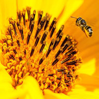 Bee Pollen Benefits Featured image