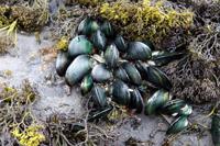 Raw Mussel image