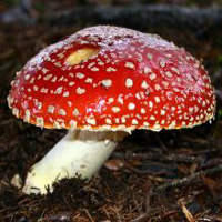 Red Mushroom Featured