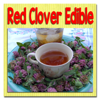 Red-Clover-Edible--thumb